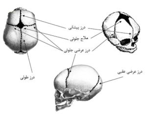 ملاج و نقش آن در تکامل جمجه